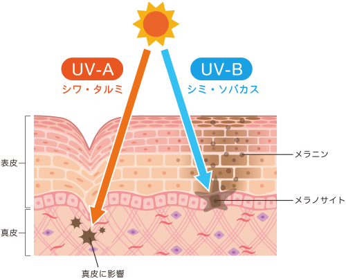 UV-A, UV-Bのイラスト