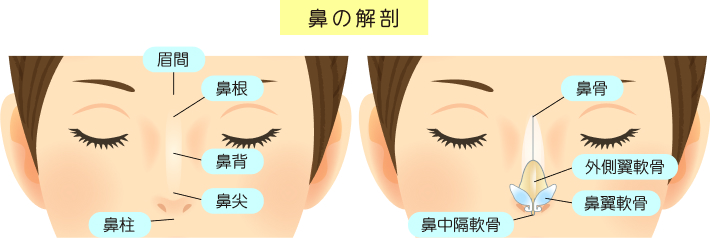 鼻の解剖