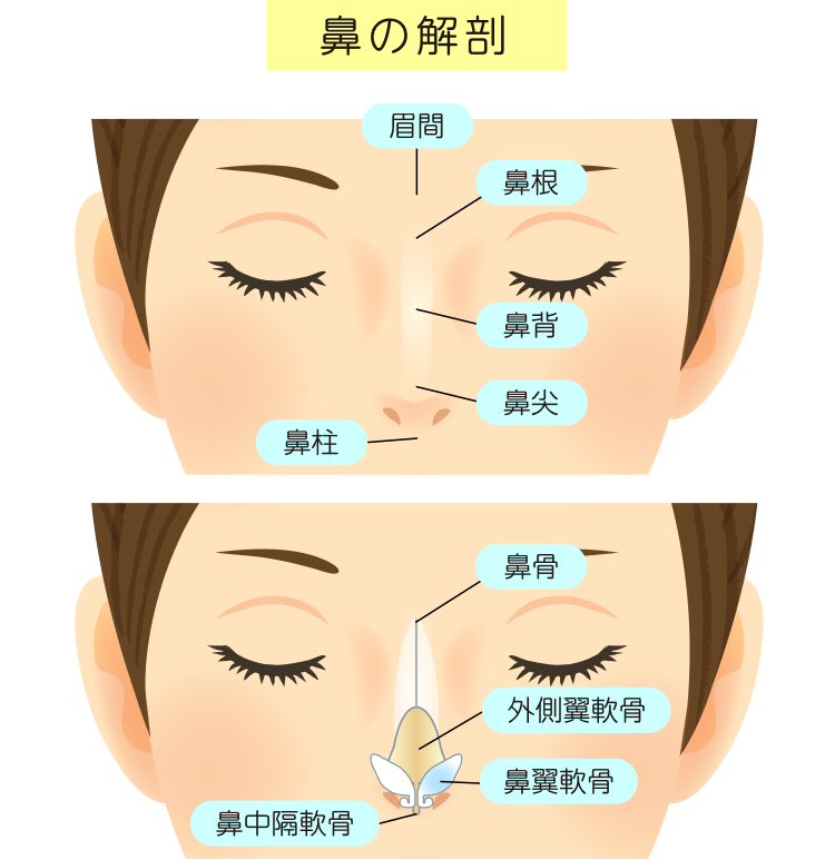 鼻の解剖