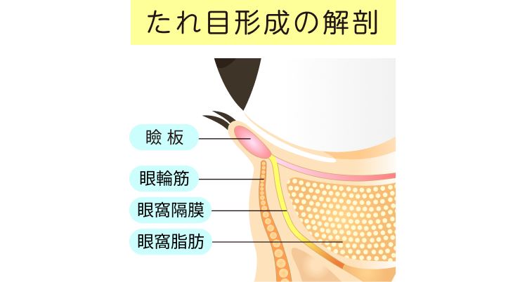 たれ目形成の解剖