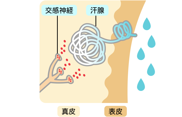 多汗症になる仕組み